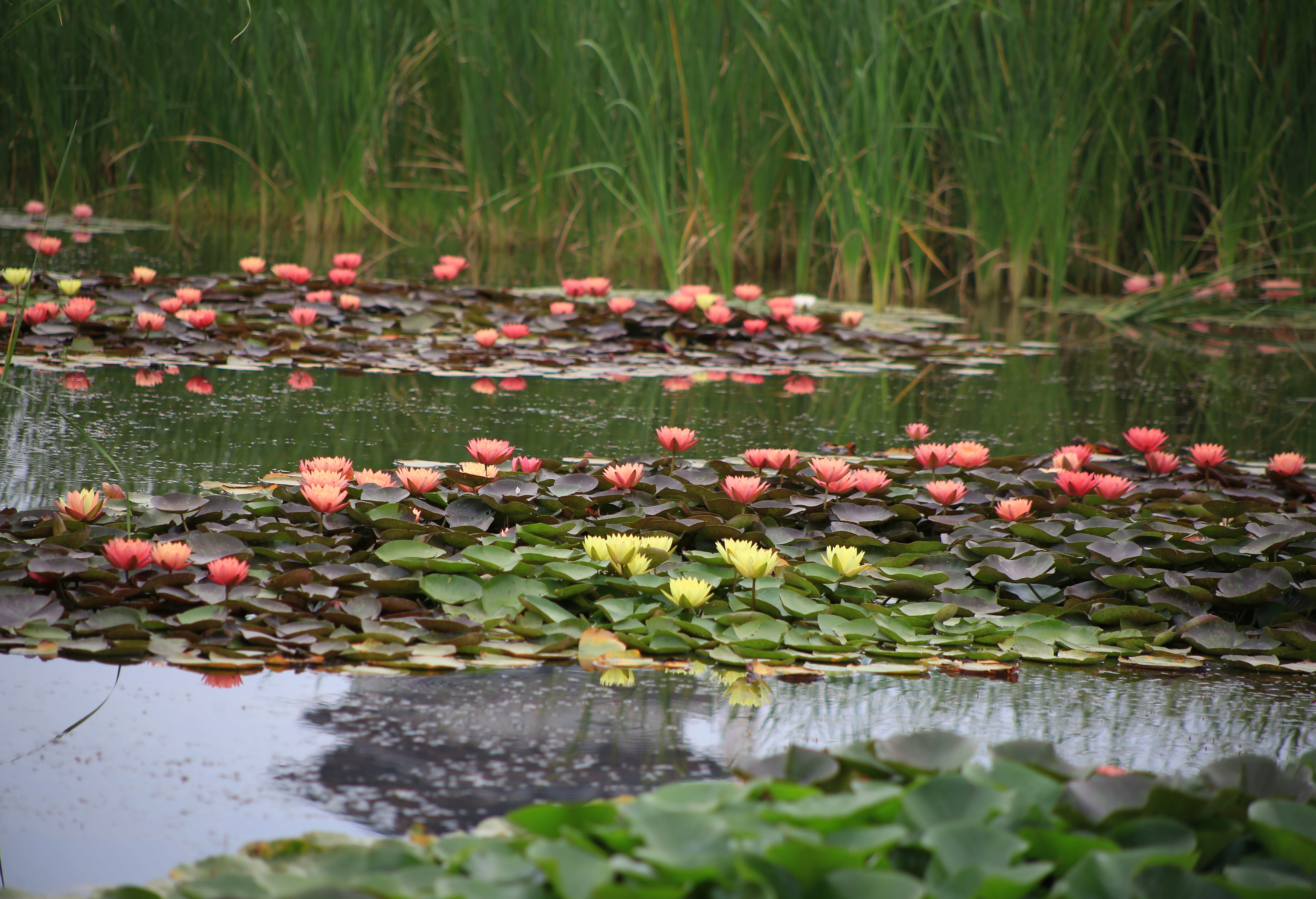 ���������һĨ���硱