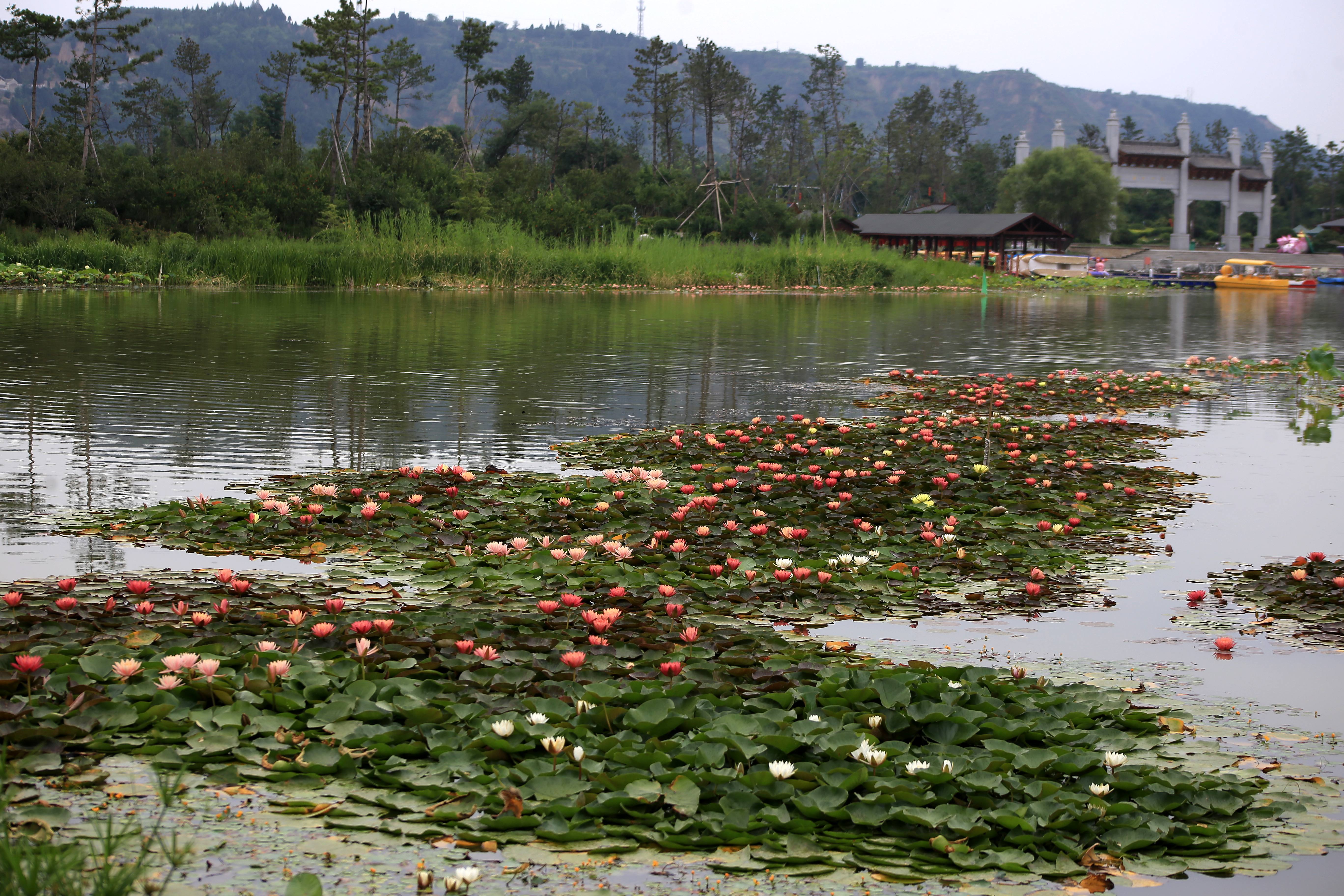 ���������һĨ���硱