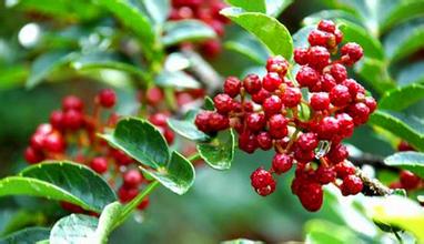 �ֵ�ɽ�l(xi��ng)���t�r