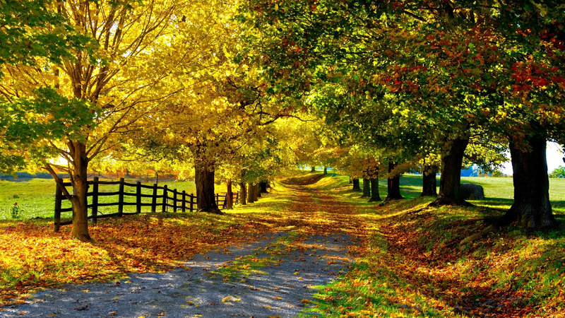 ������ζ