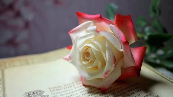 ٛ��õ������������