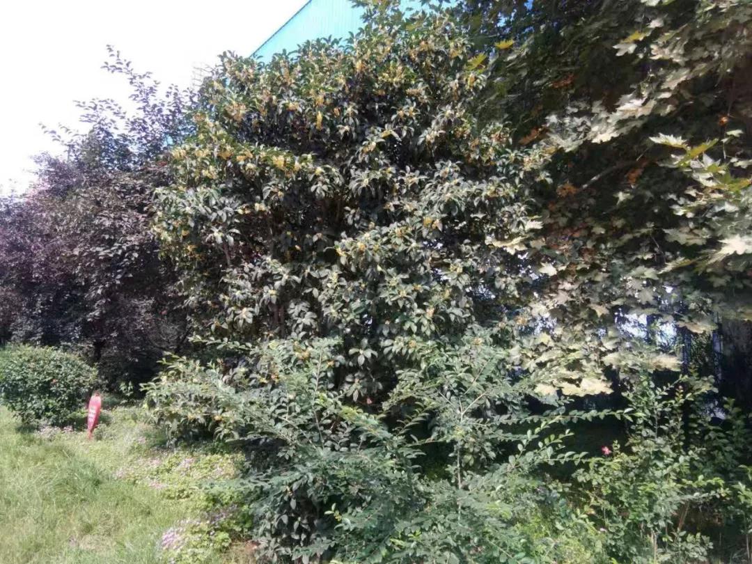 �@�^(q��)����⡡̎̎����